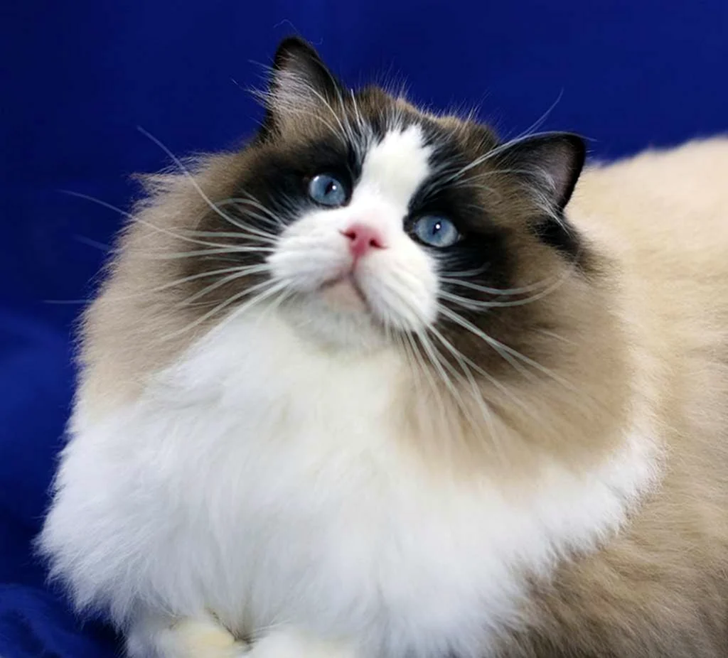 Кот Рэгдолл