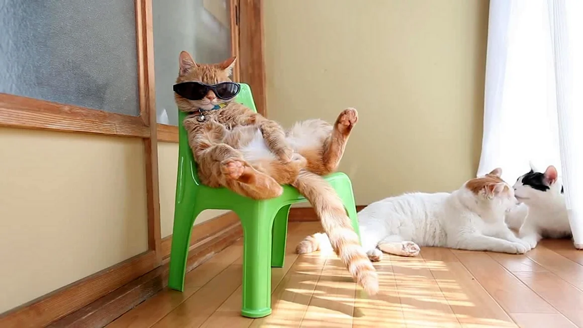 Кот релакс