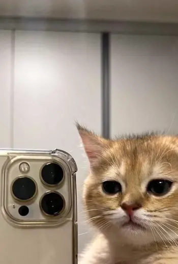 Кот с айфоном