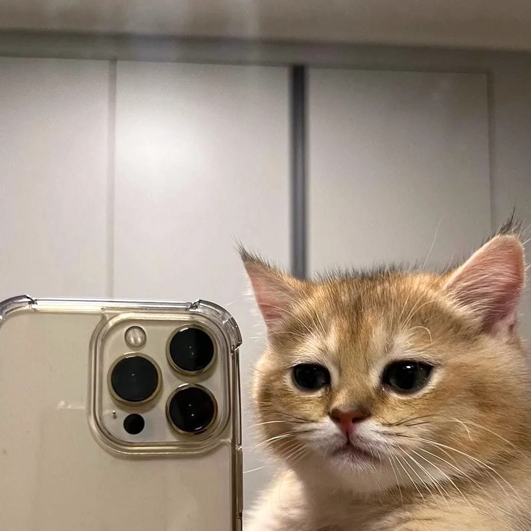 Кот с айфоном
