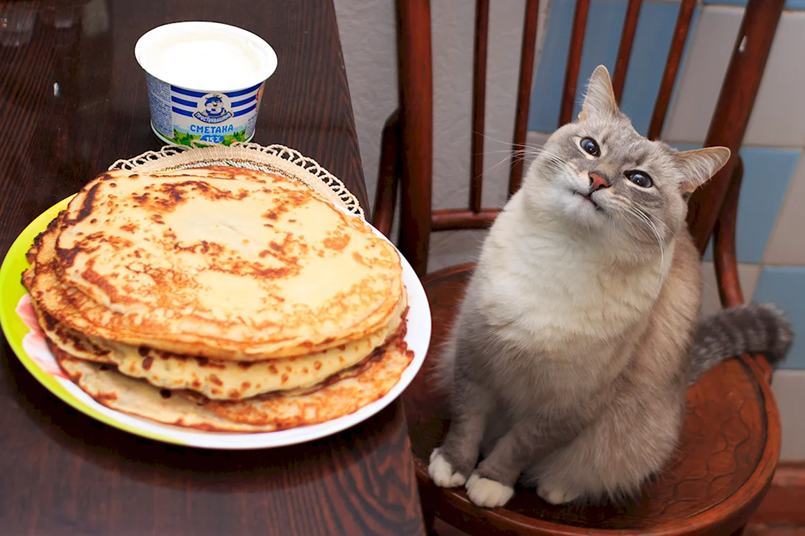 Кот с блинами
