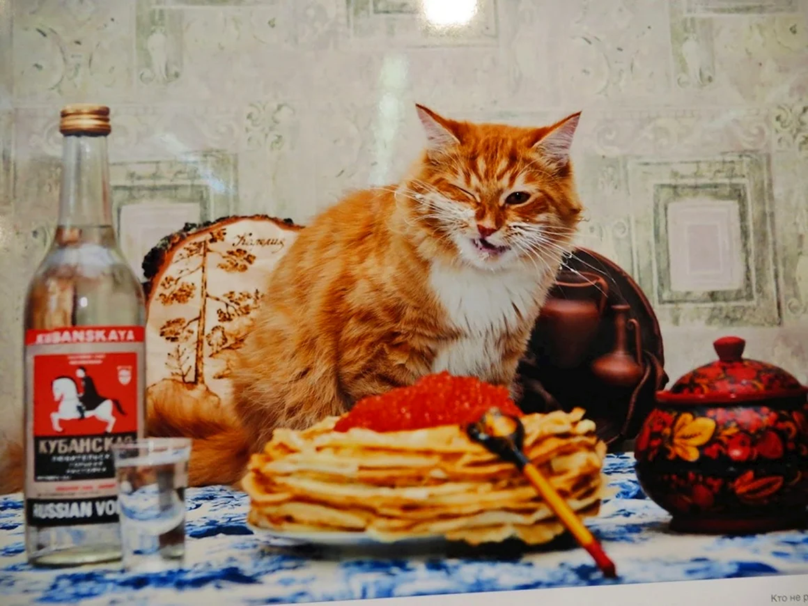 Кот с блинами