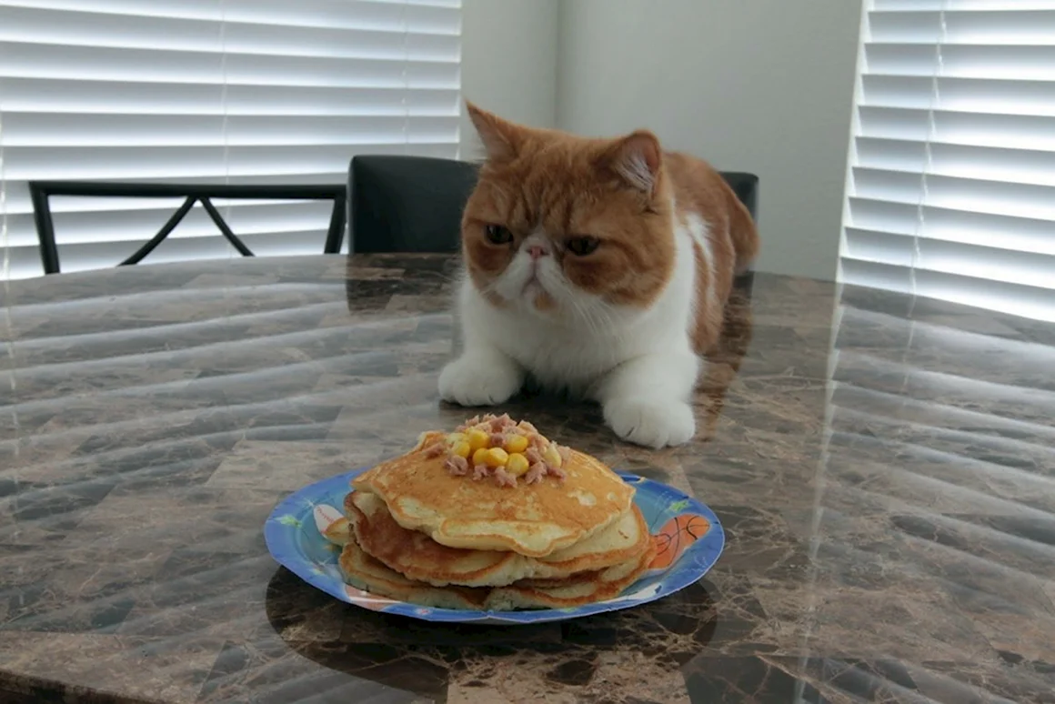Кот с блинами