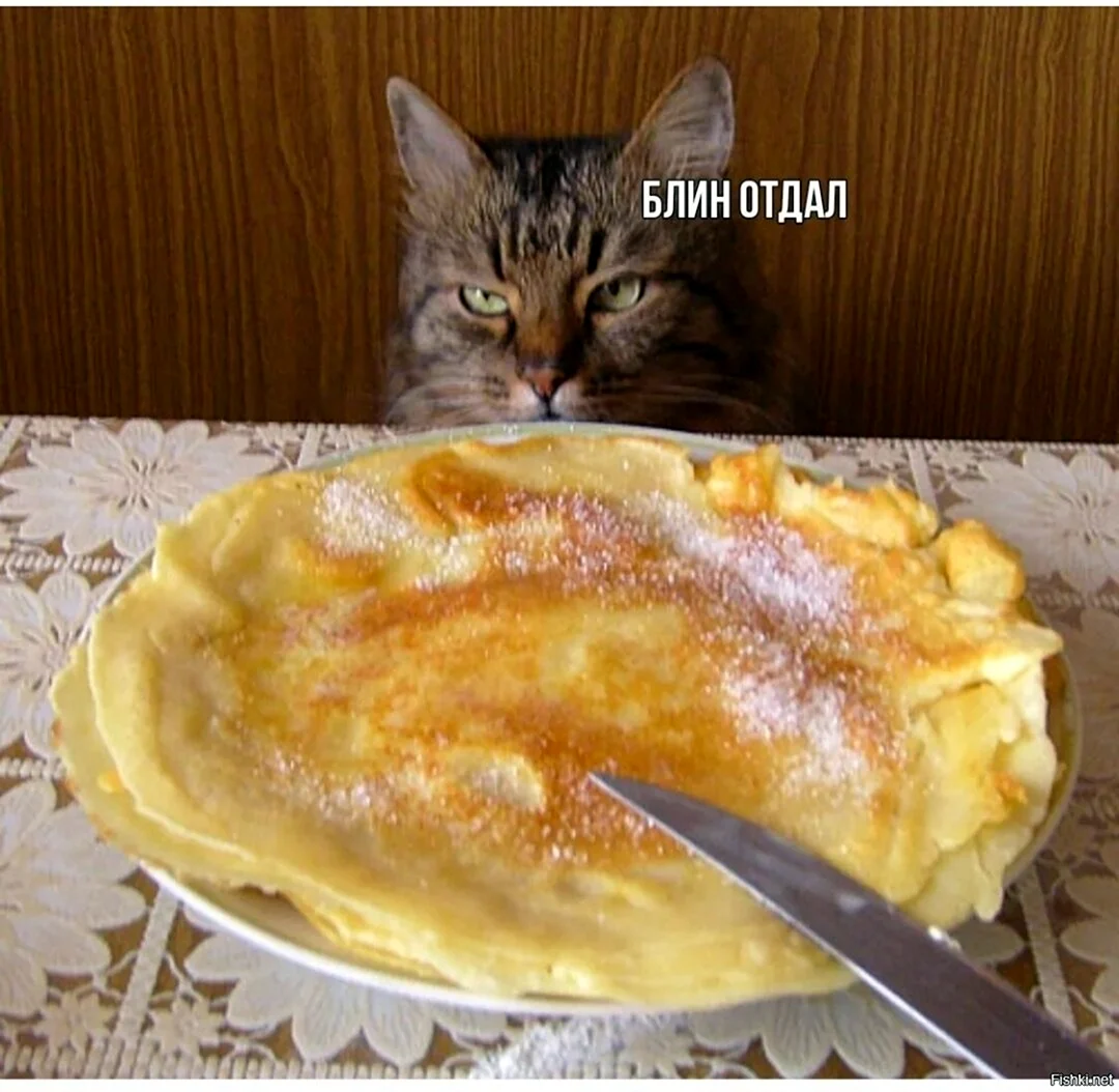 Кот с блинами