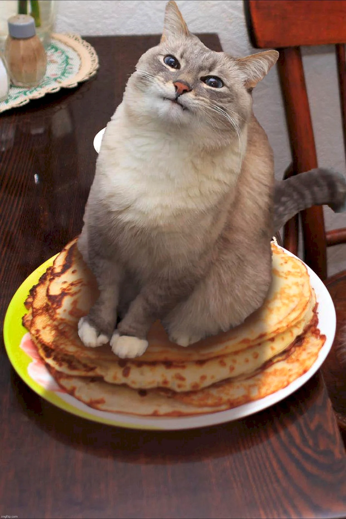 Кот с блинами