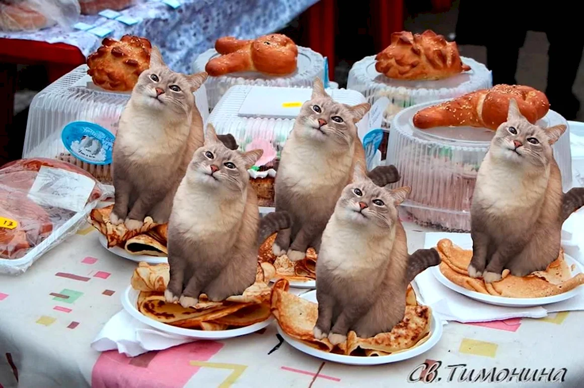 Кот с блинами