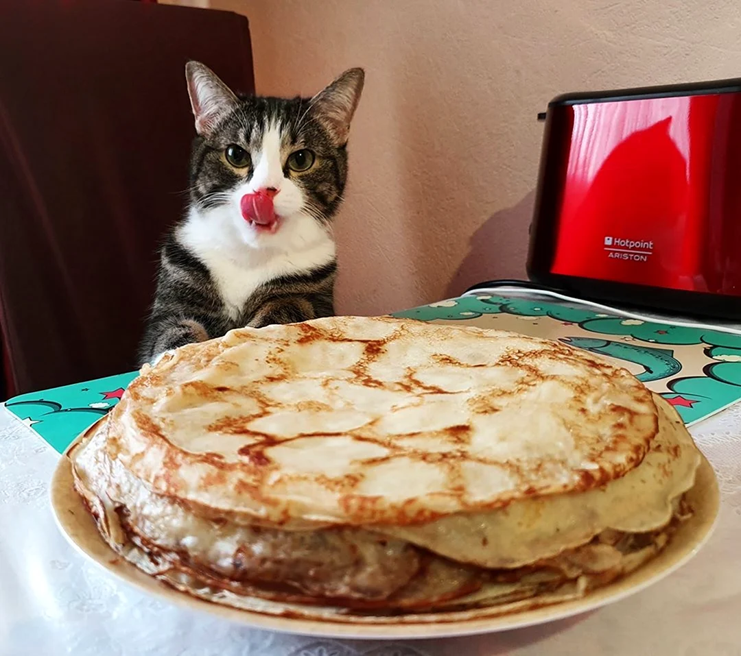 Кот с блинами