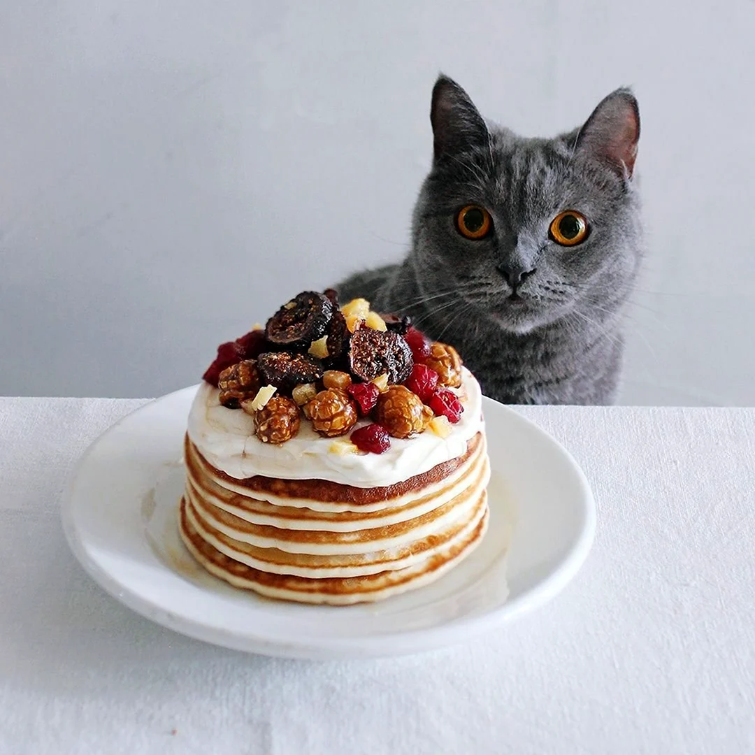 Кот с блинами