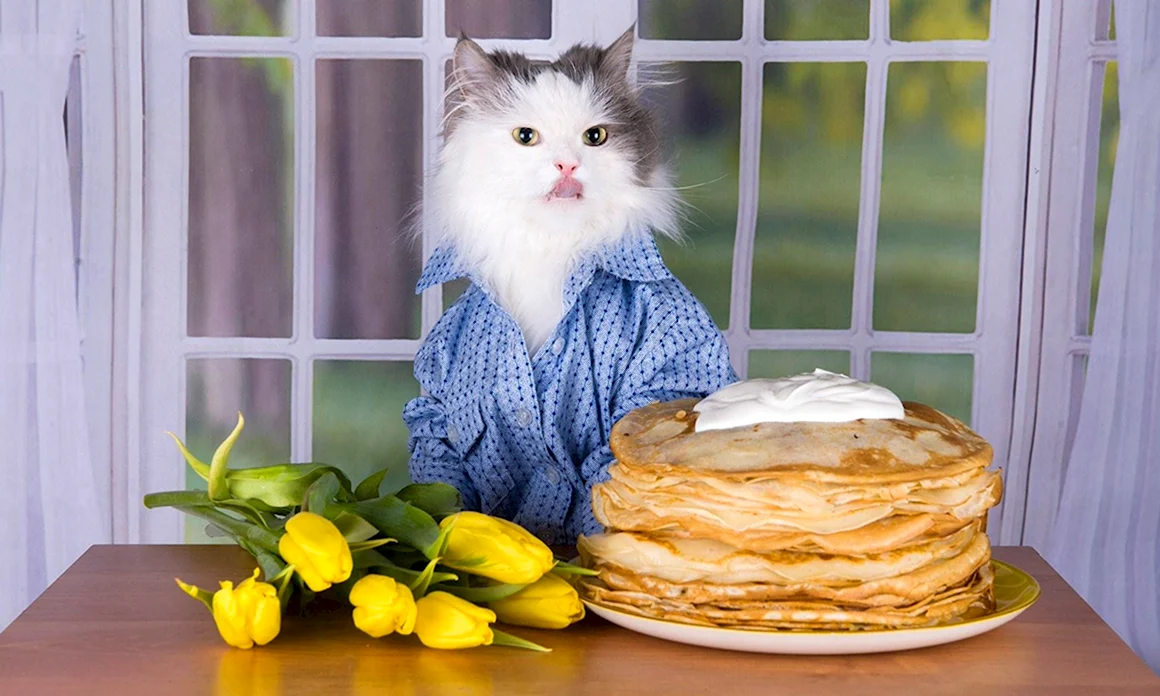 Кот с блинами