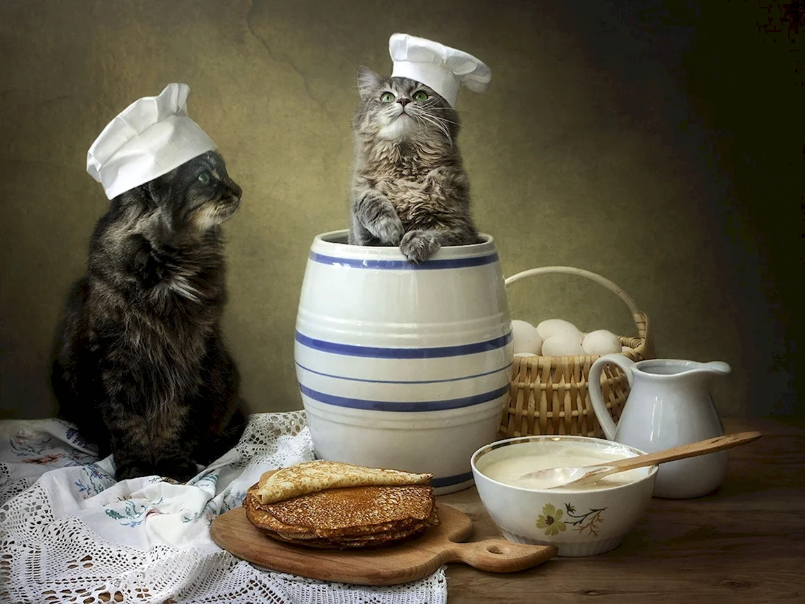 Кот с блинами