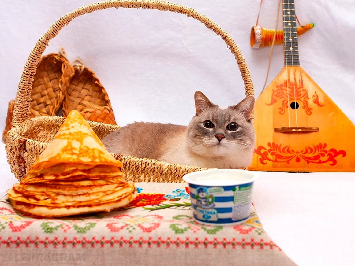 Кот с блинами