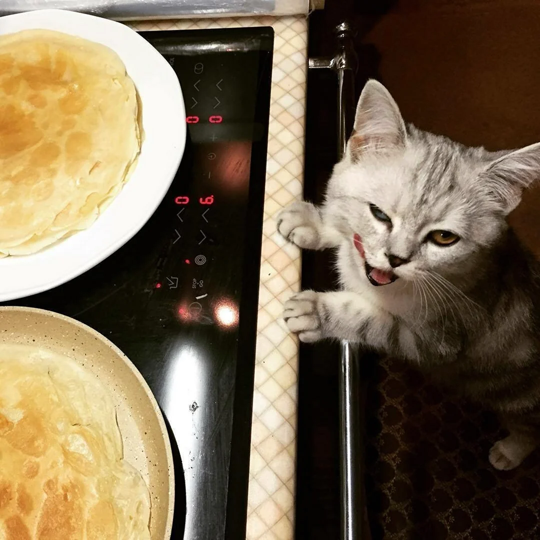 Кот с блинами