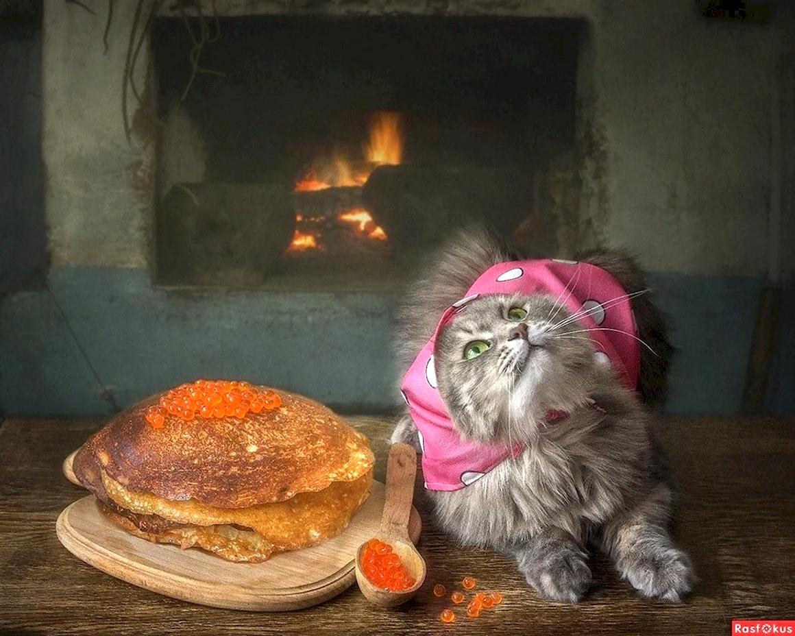 Кот с блинами