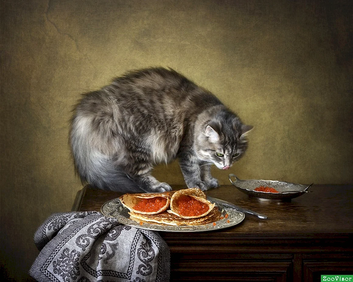 Кот с блинами