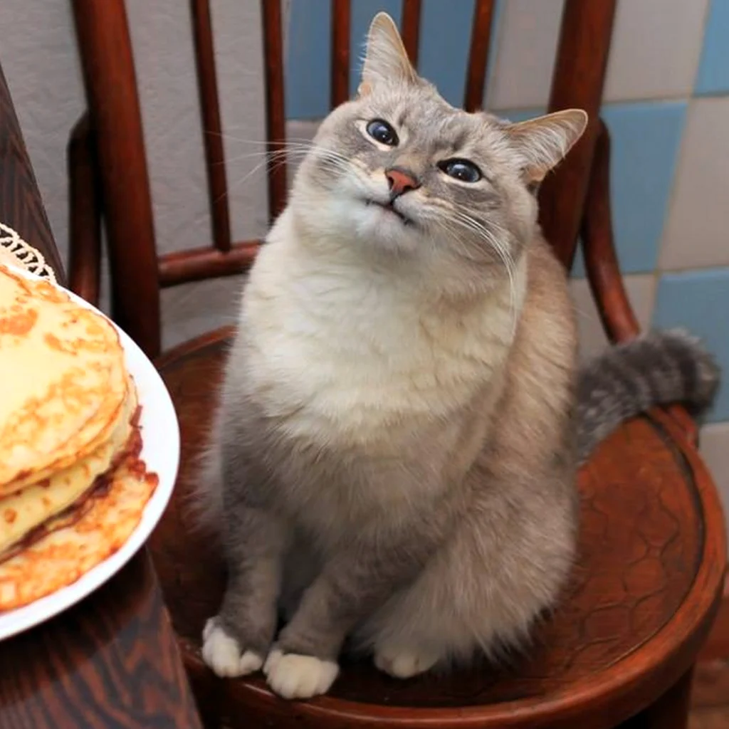Кот с блином на морде