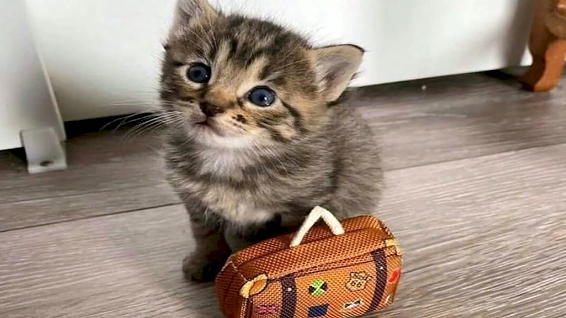 Кот с чемоданом