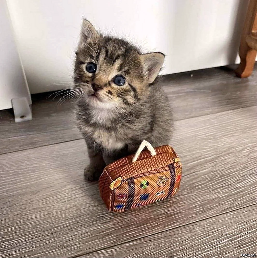 Кот с чемоданом
