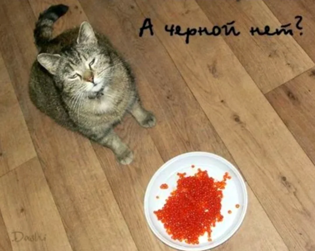 Кот с икрой