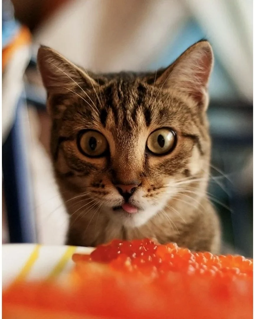 Кот с икрой