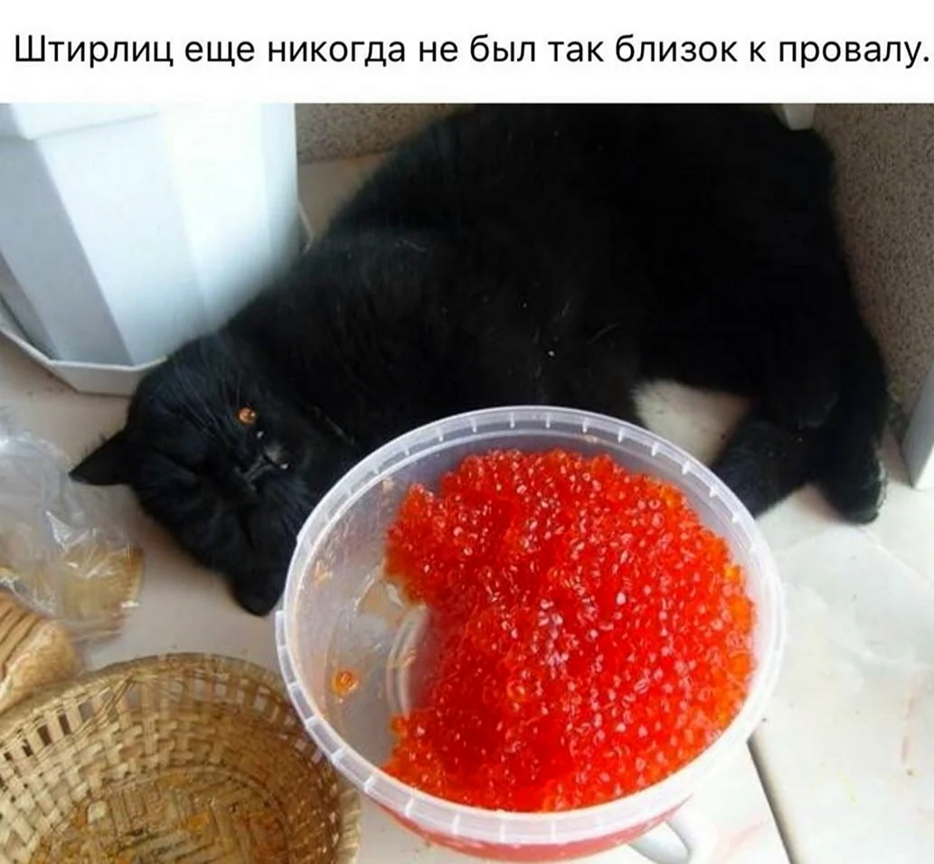 Кот с икрой