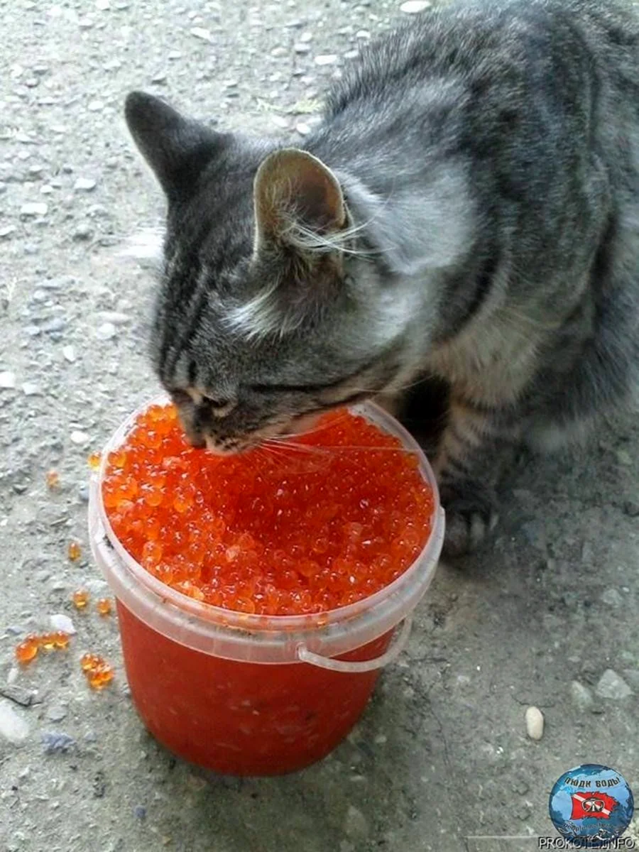 Кот с икрой