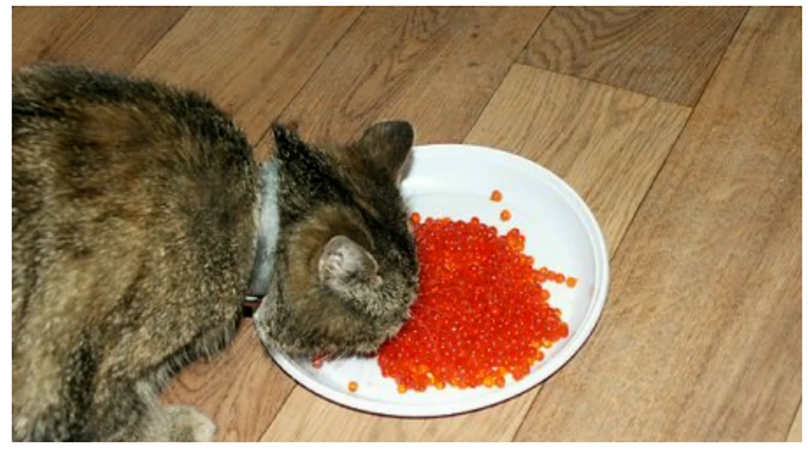 Кот с икрой