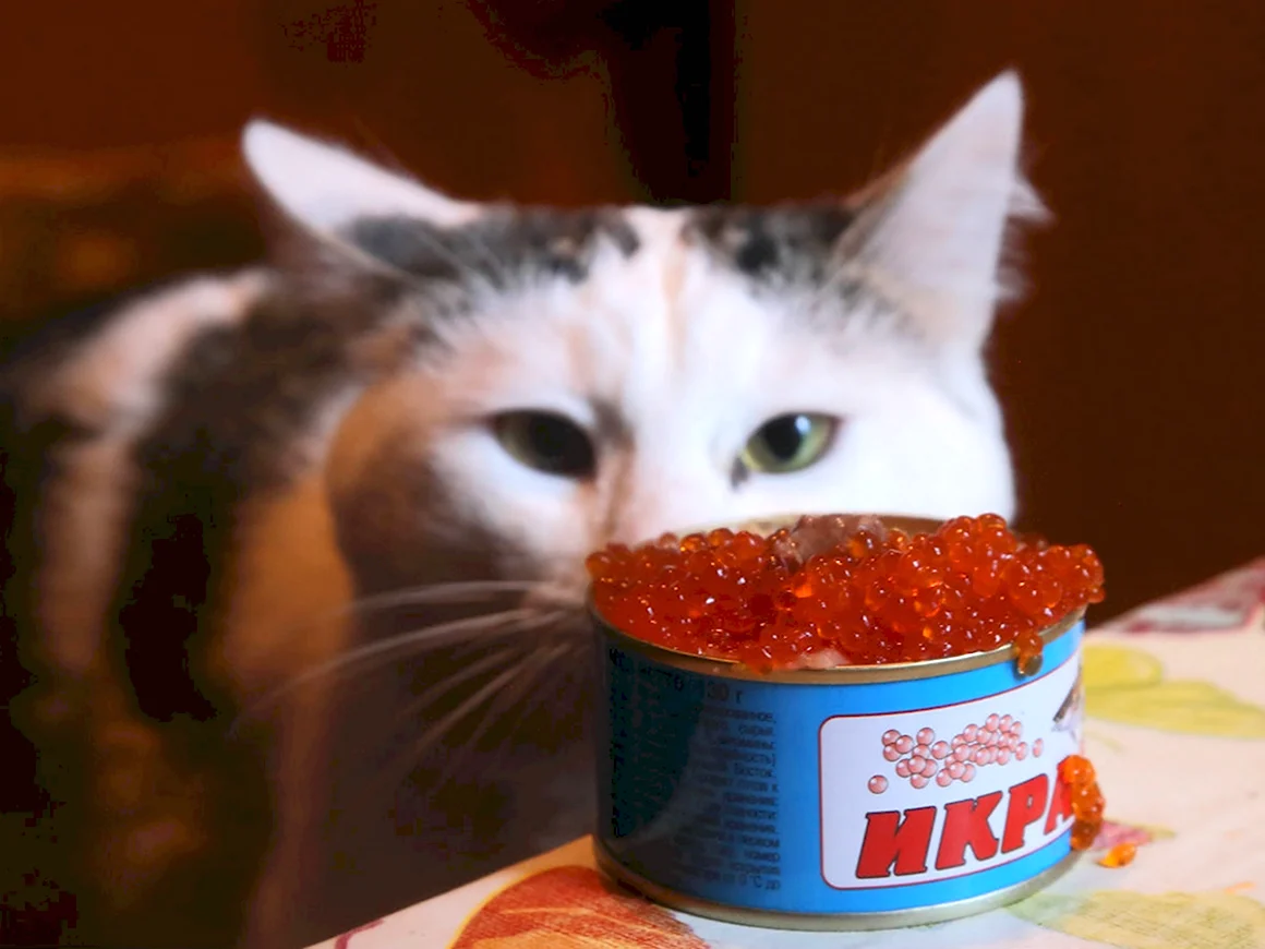 Кот с икрой