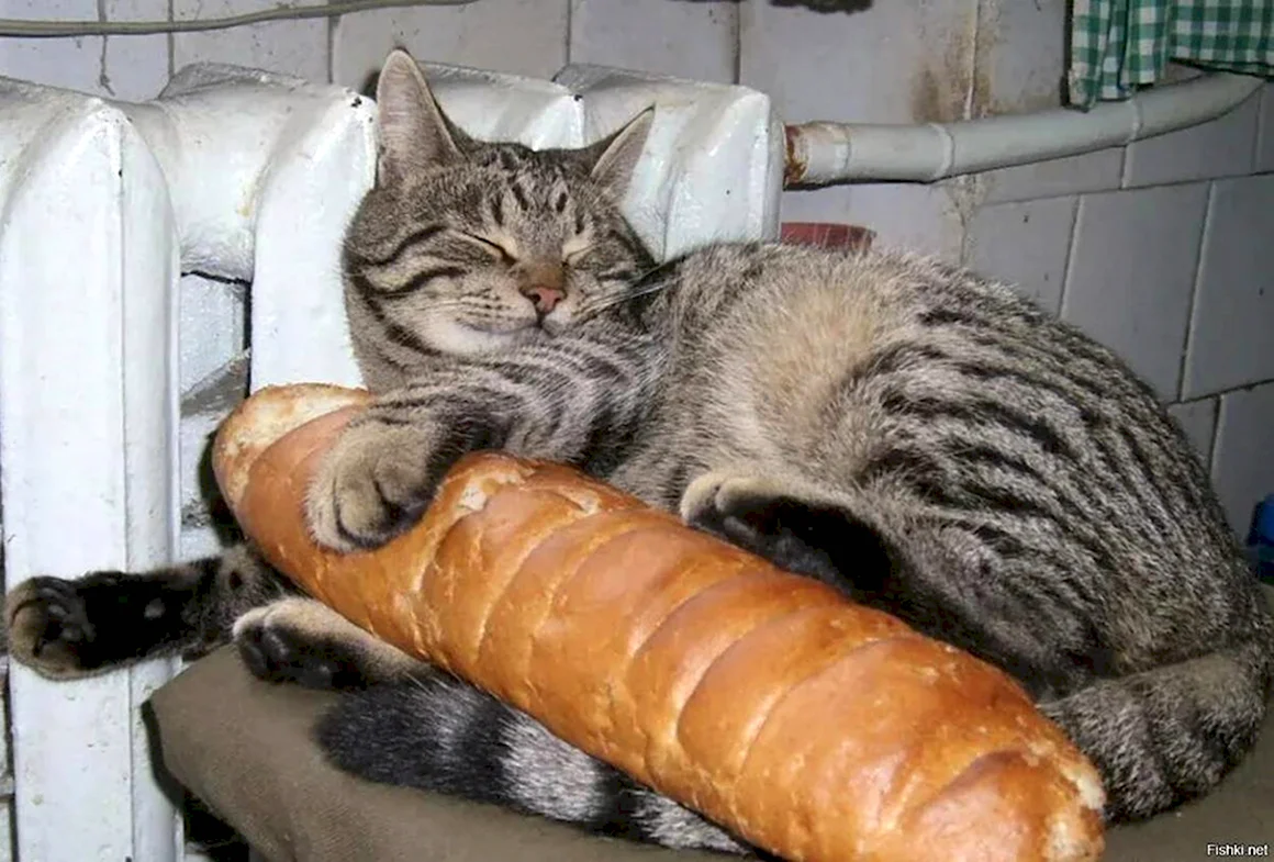 Кот с колбасой