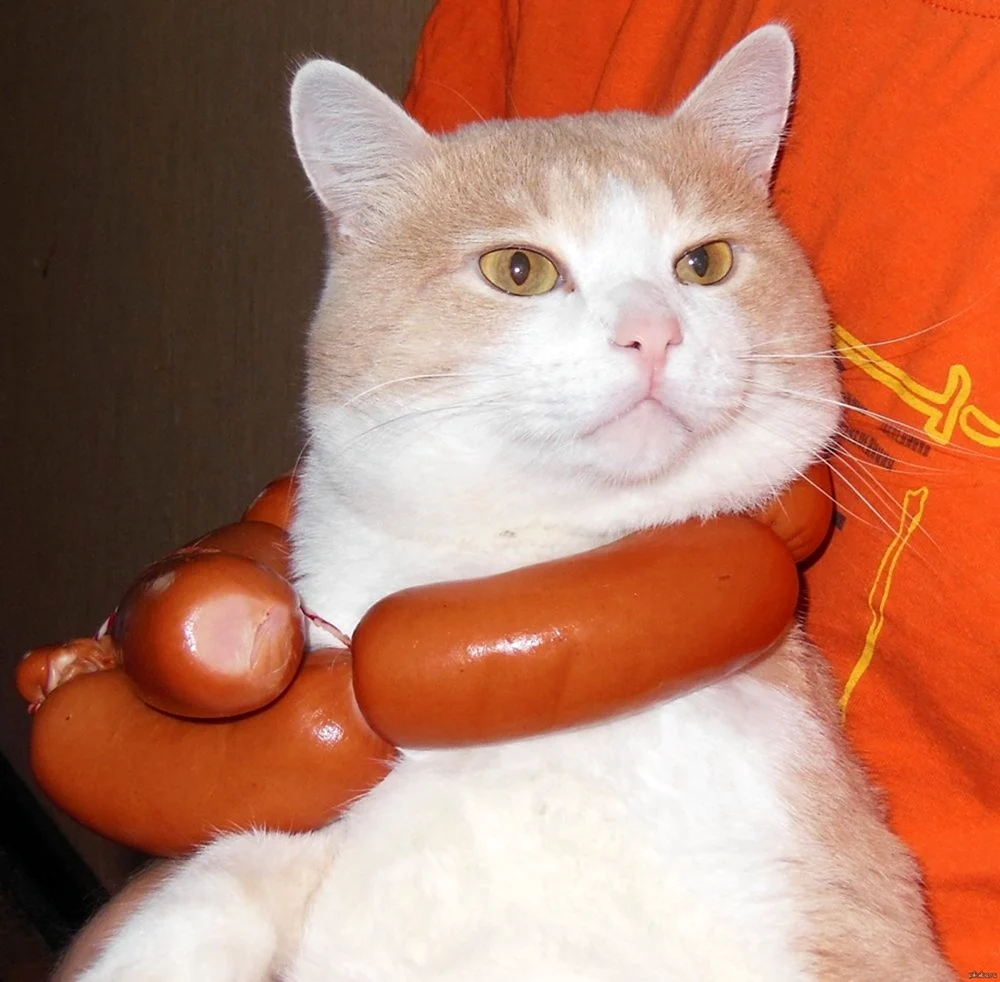 Кот с колбасой