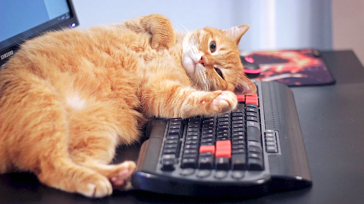Кот с компом