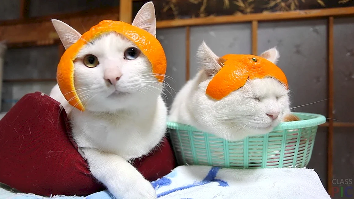 Кот с мандаринами