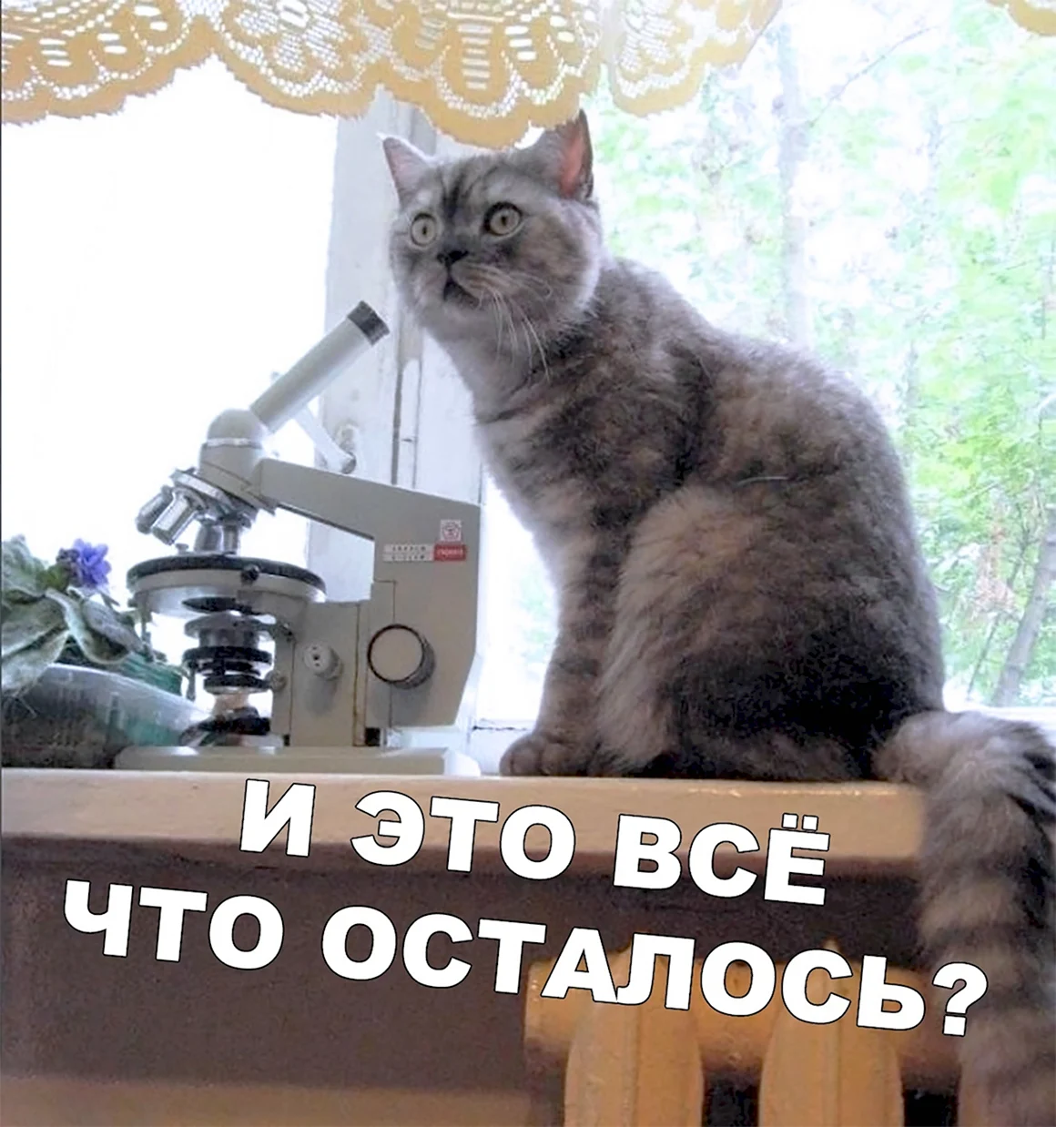 Кот с микроскопом