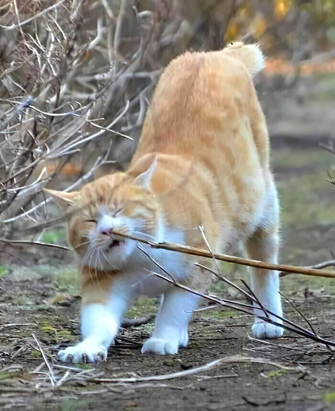 Кот с палкой