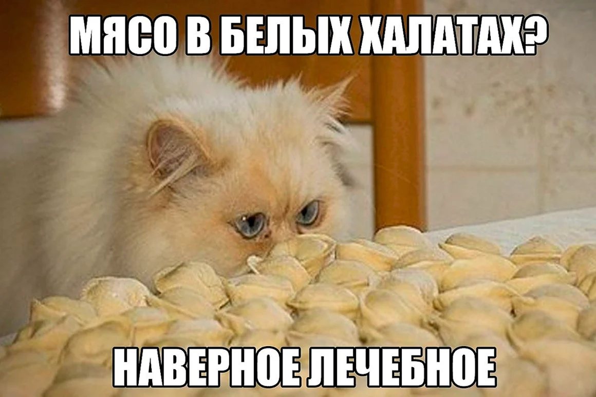 Кот с пивом и пельменями