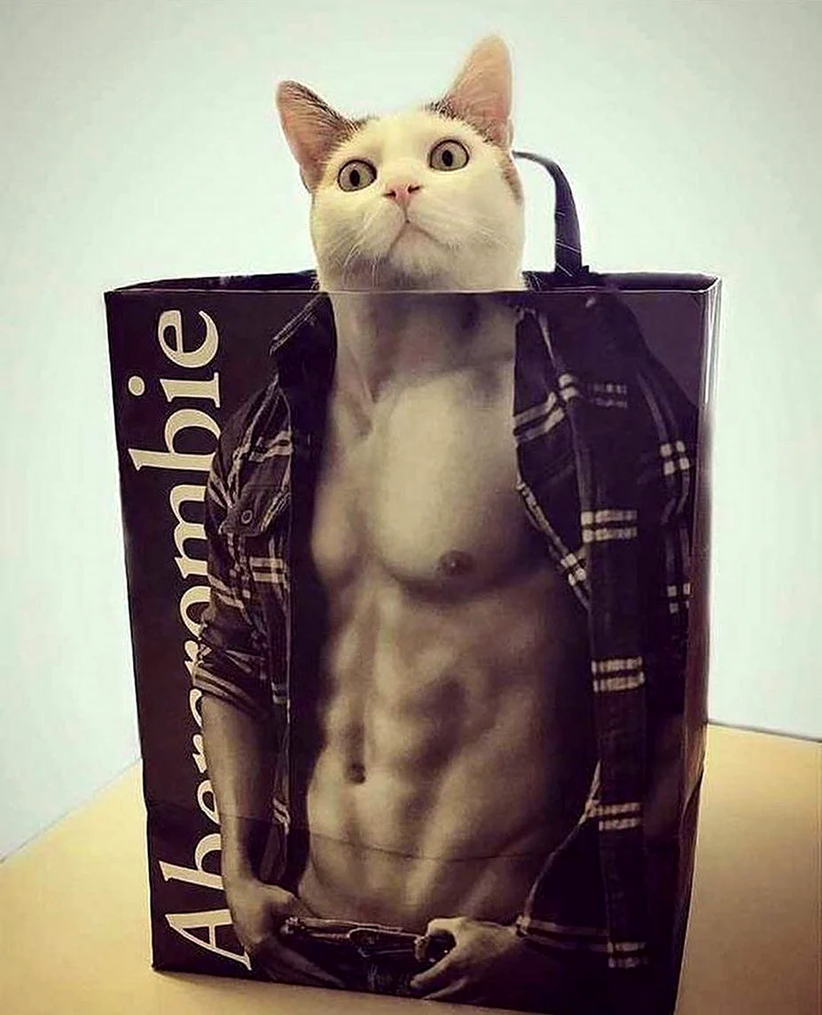 Кот с прессом