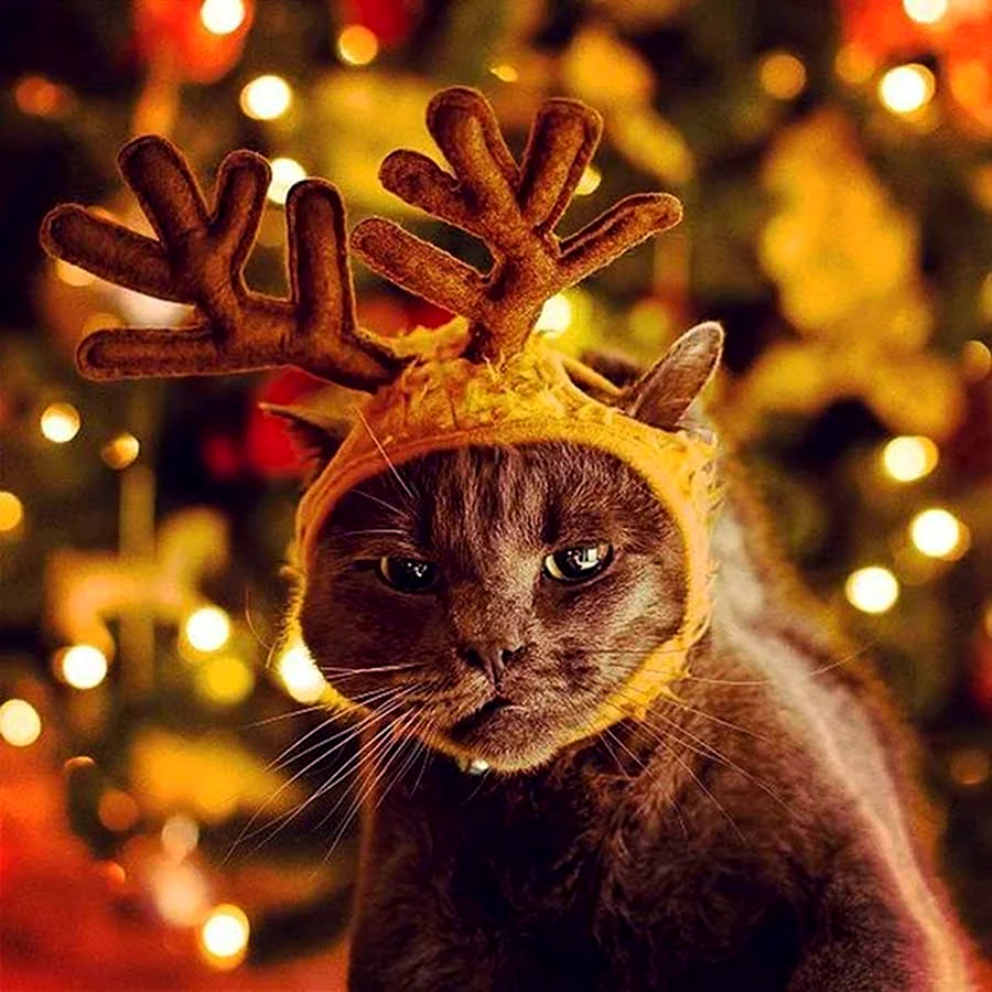 Кот с рогами оленя