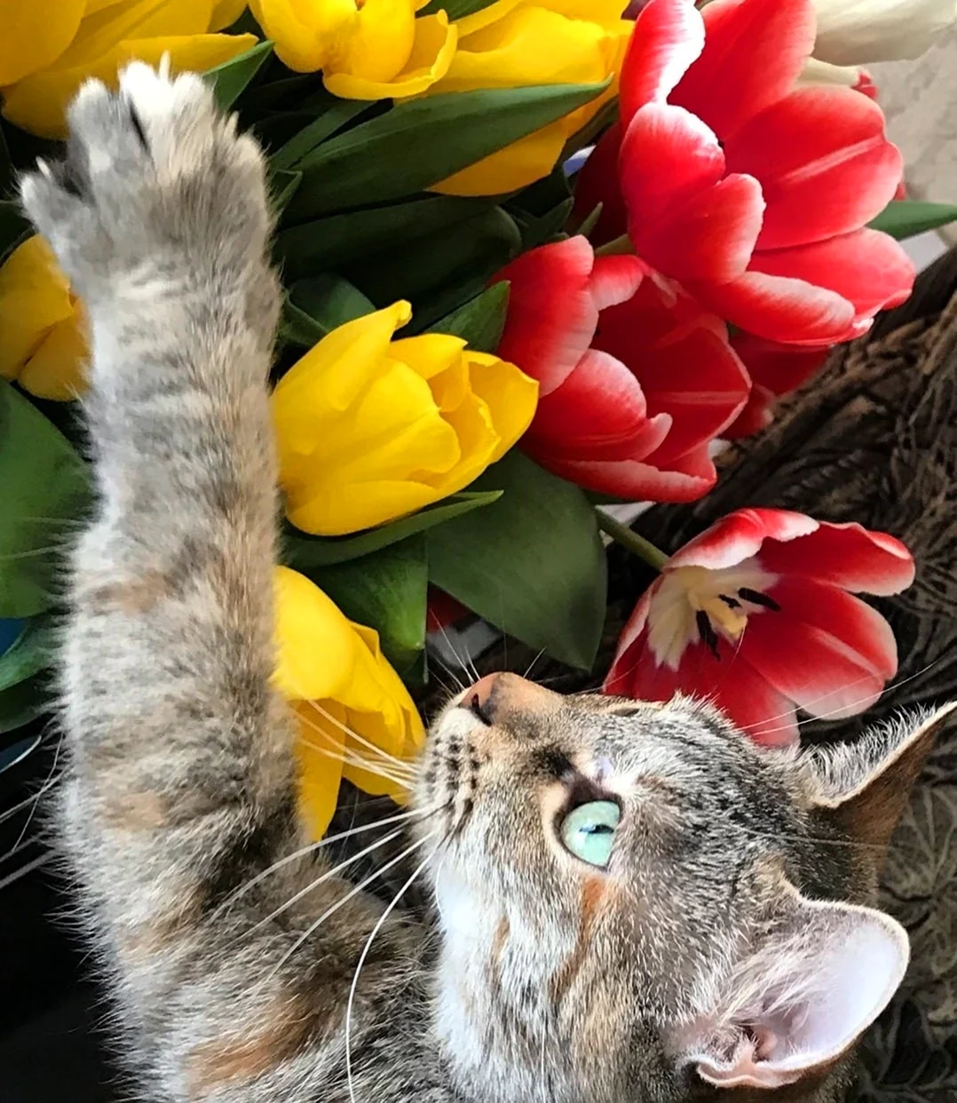 Кот с тюльпанами