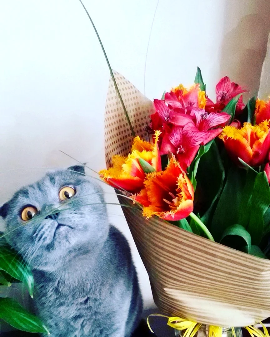 Кот с цветами