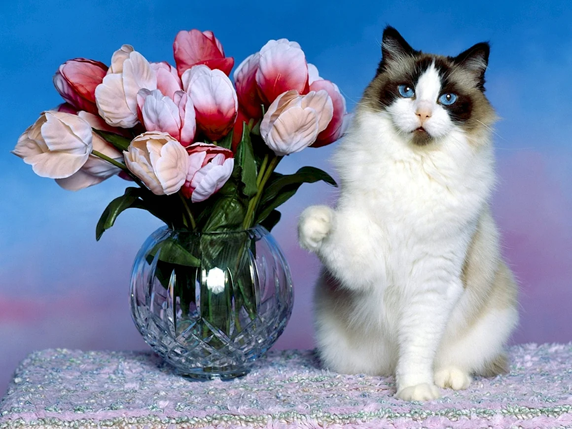 Кот с цветами