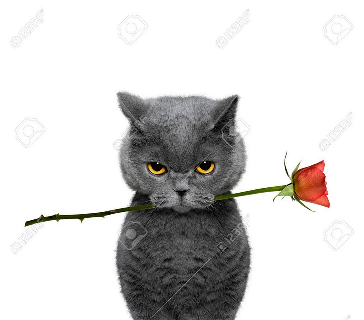 Кот с цветком в зубах