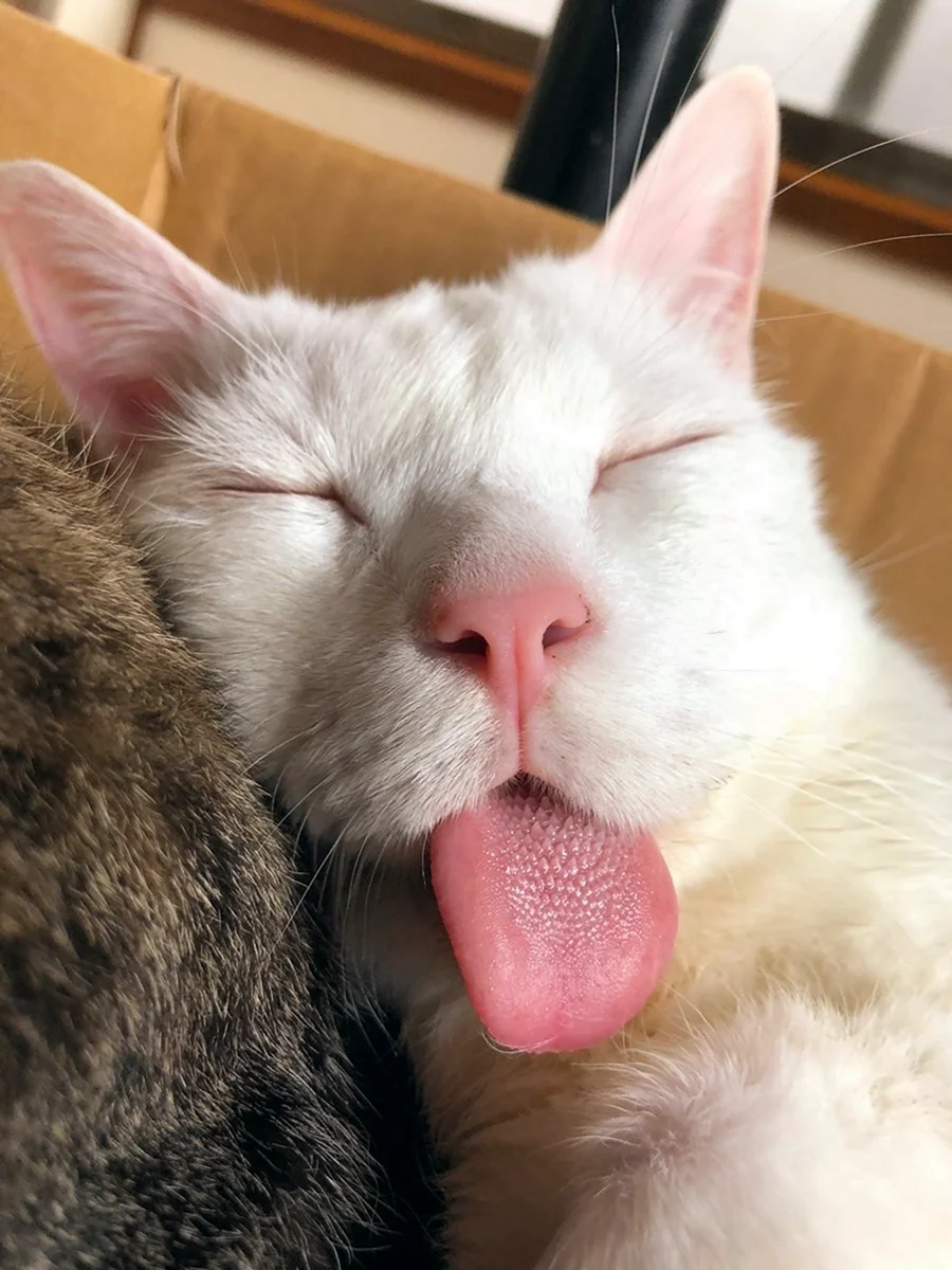 Кот с высунутым языком