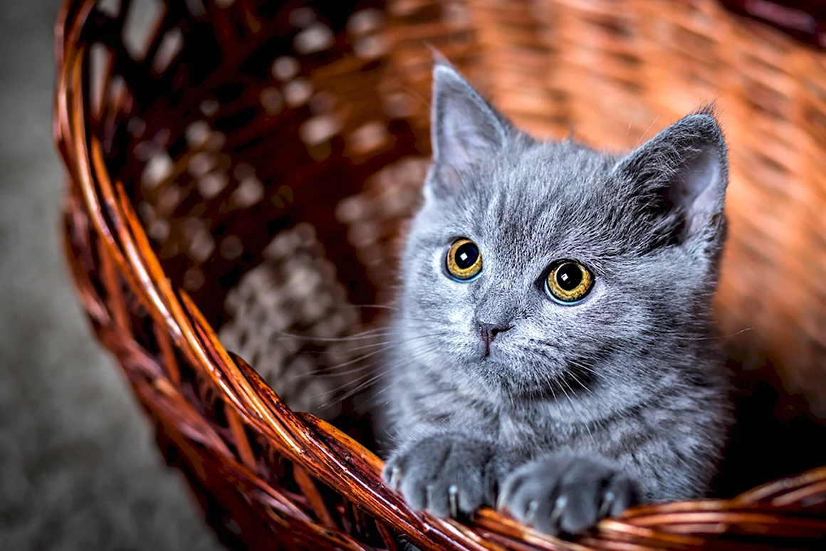 Кот серый