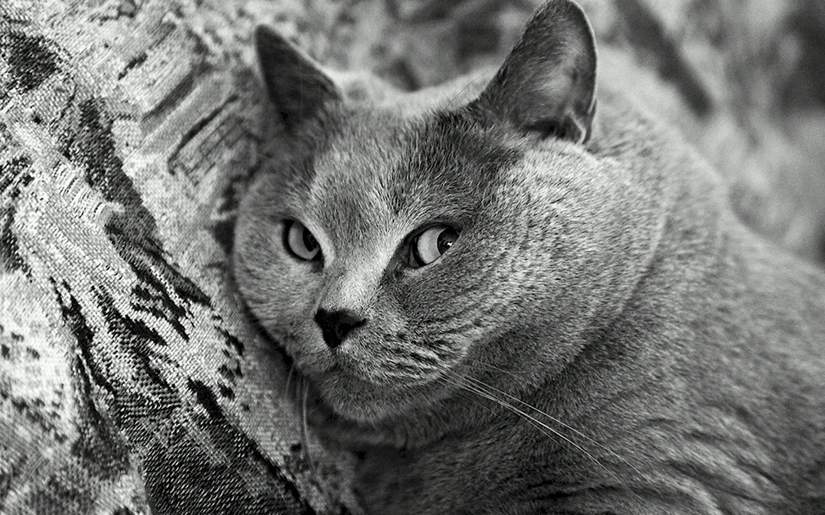 Кот серый