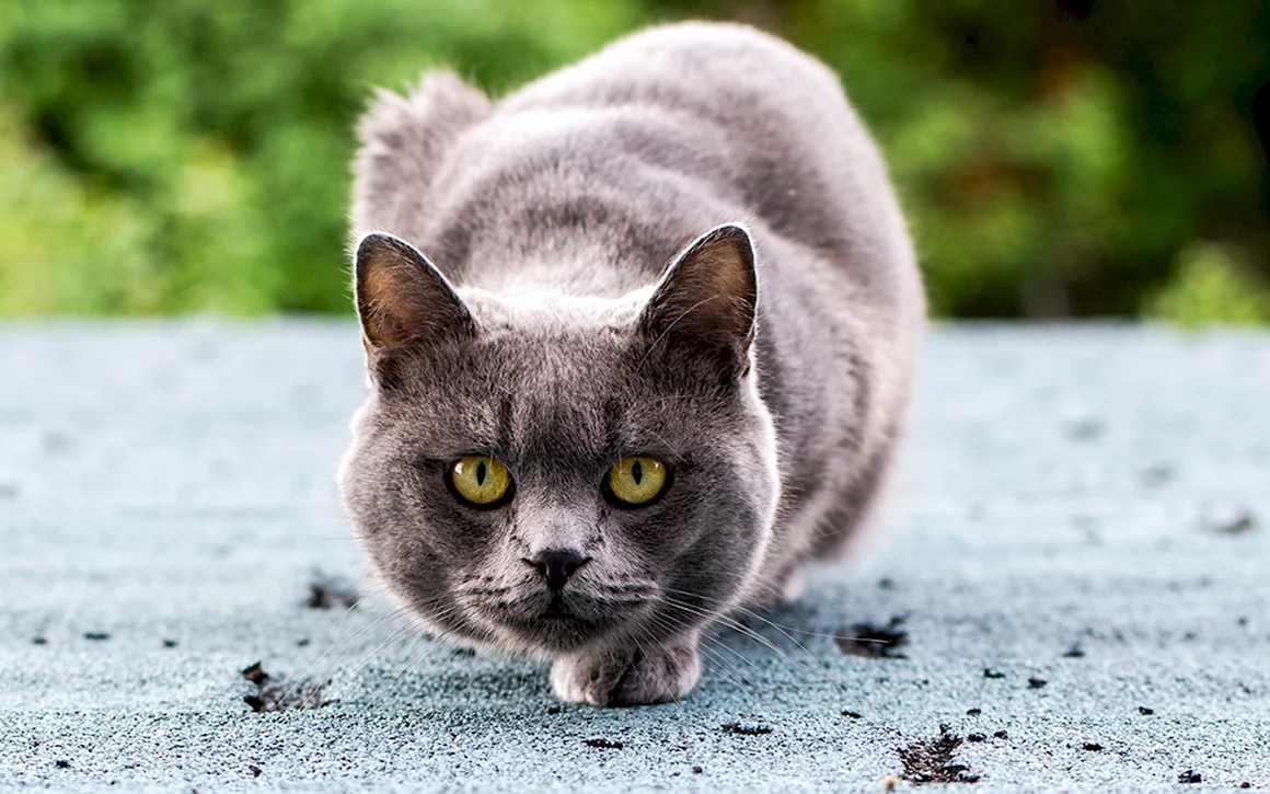 Кот серый
