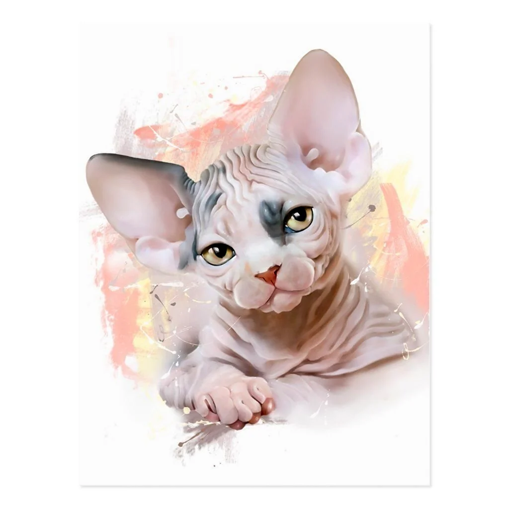 Кот сфинкс