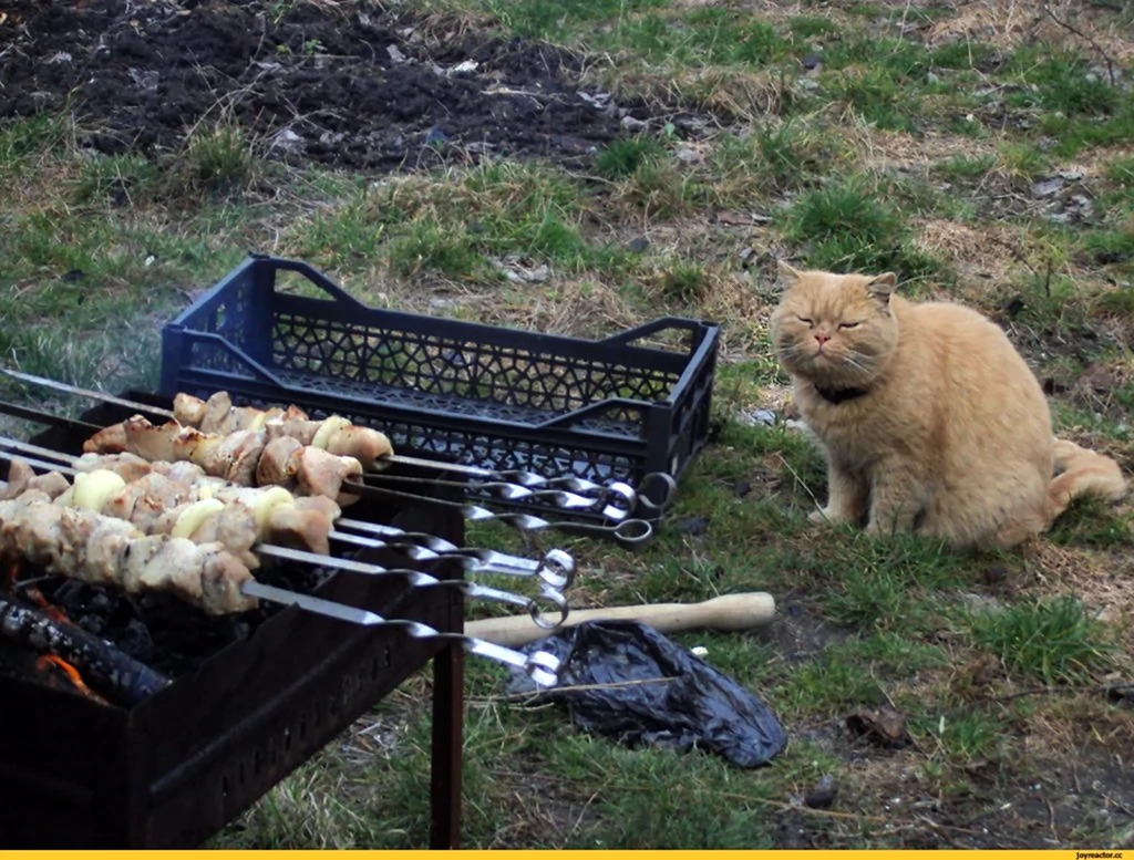 Кот шашлык