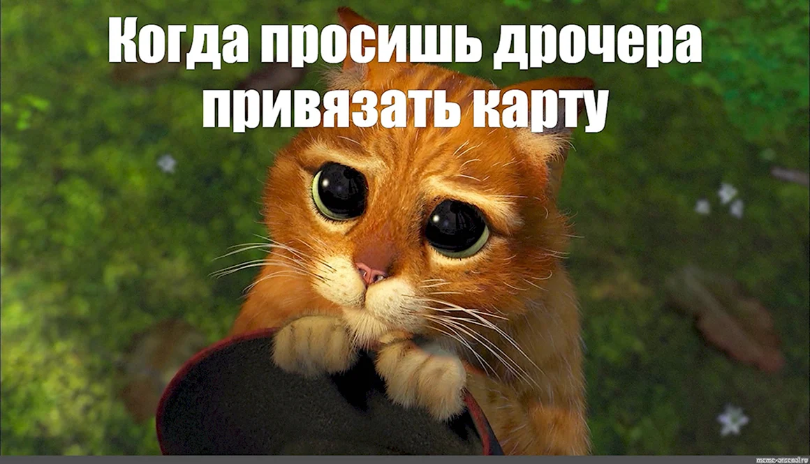 Кот Шрек глаза