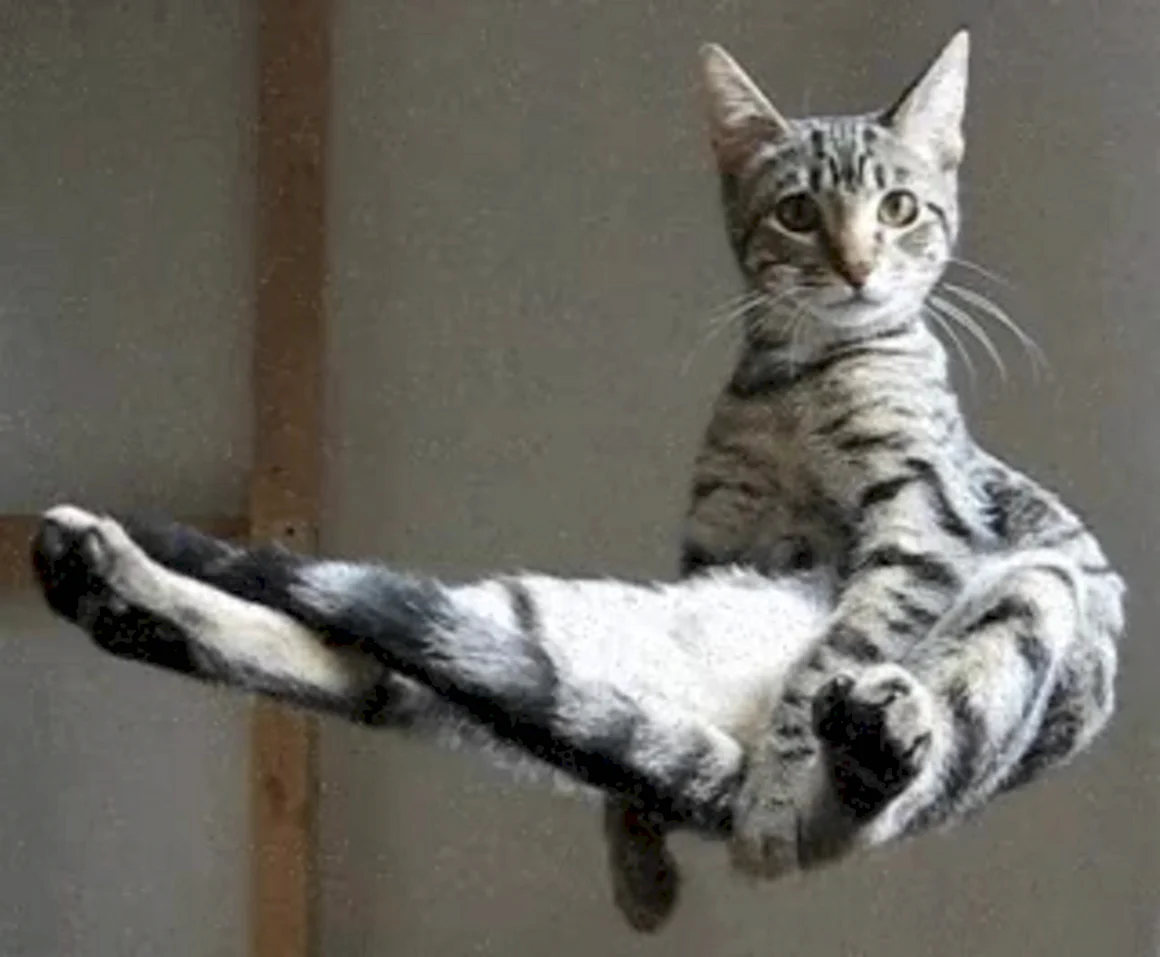 Кот скользит
