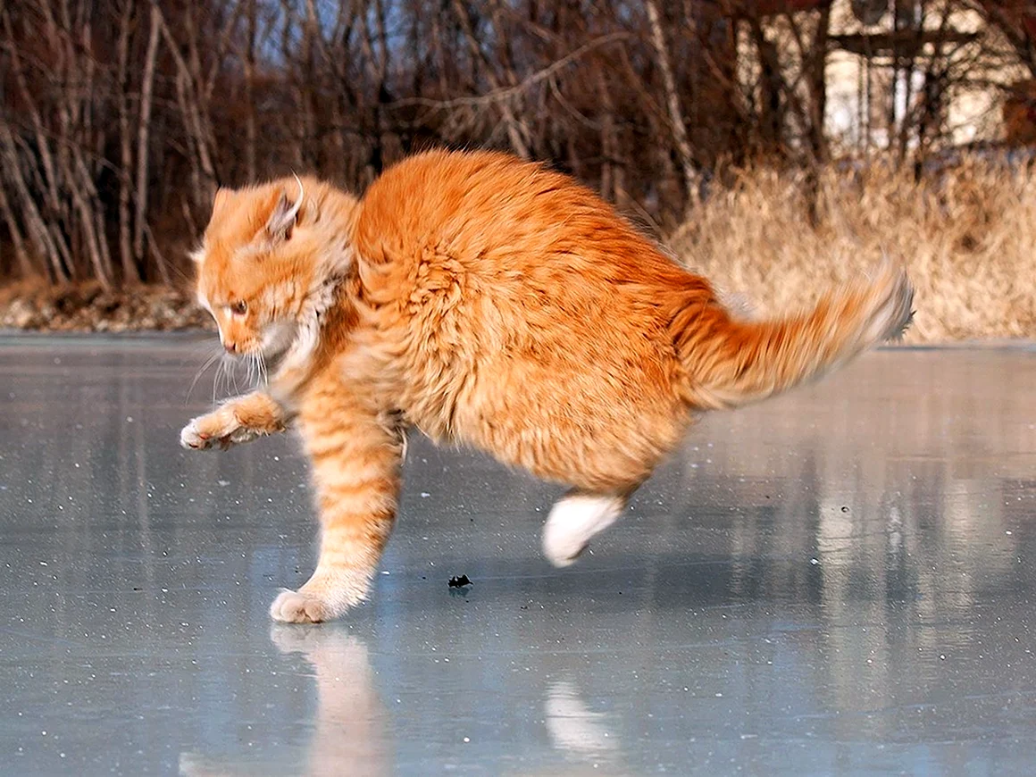 Кот скользит на льду
