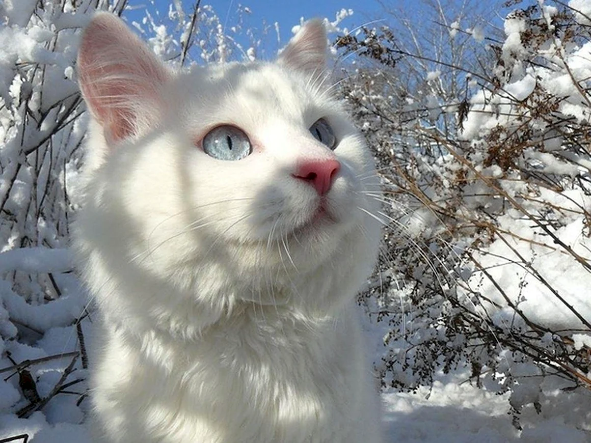Кот снежок